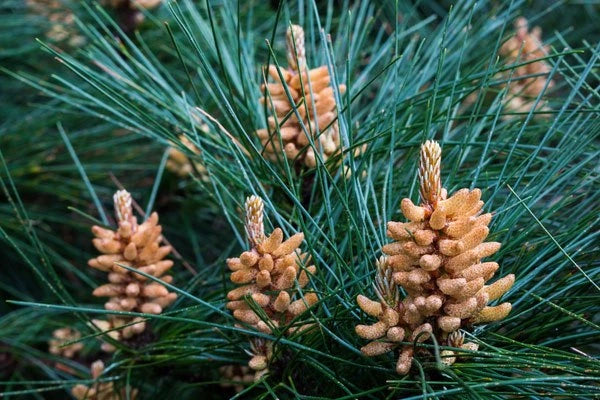 Pine Pollen Powder, Benefits, Dosage & Reviews