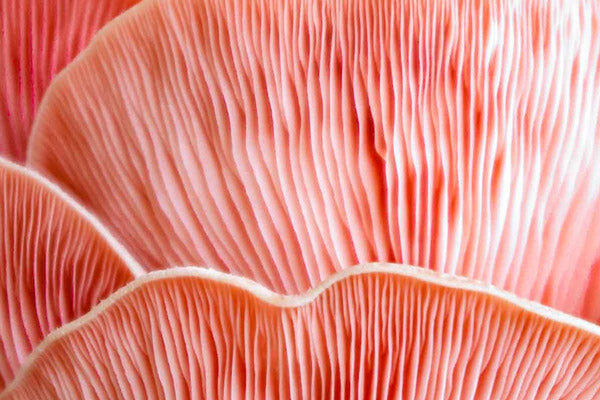 Top 5 Medicinal mushroom benefits for skin health benefits reishi chaga cordyceps shiitake tremella mushrooms