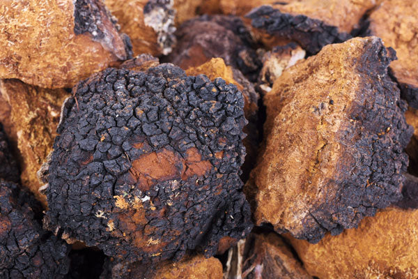 What you need to know about Chaga mushroom - Teelixir