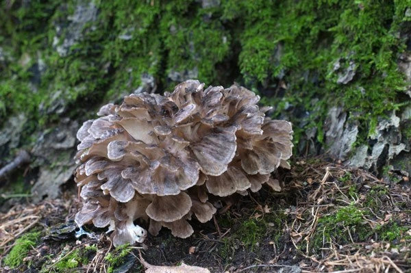 Some Interesting Facts & Health Benefits You Need to Know About Maitake Mushrooms