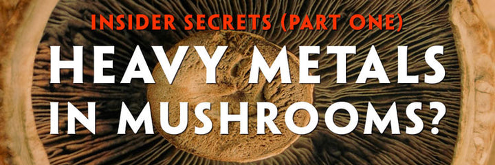 Teelixir Blog - Insiders Secrets - Heavy Metals in Superfood Medicinal Mushrooms. How Clean Are Your Mushrooms?
