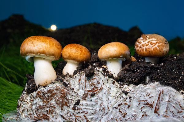 Teelixir The Life Cycle of a Mushroom Explained