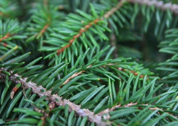 Teelixir Red Pine Needle Oil: The Adaptogen with Amazing Health Benefits