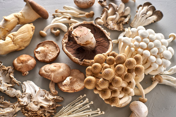The Anatomy of a Mushroom Explained Teelixir